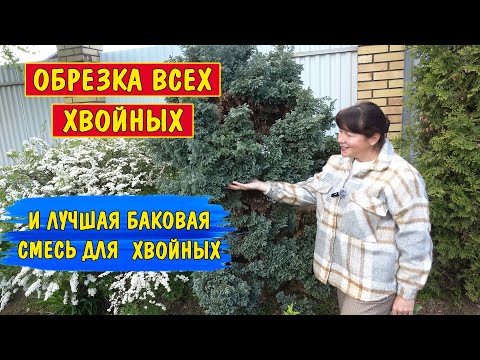 Как обрезать тую, елку, сосну, пихту, тис, лиственницу, кипарисовик, можжевельник?