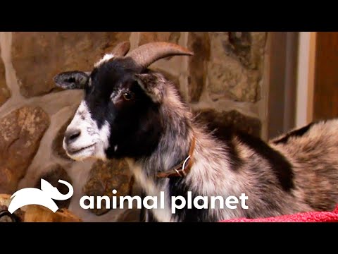 Airedale Terrier Puppies Interact With Their Adorable Goat Roommate | Too Cute! | Animal Planet