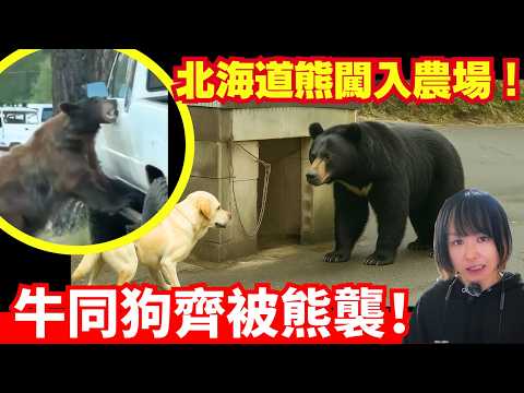 【日本熊患突發慘劇！🚨】北海道農場乳牛被熊襲擊！熊與巴士相撞、跟進8歲拉布拉多犬被熊奪命！忍者熊OSO18是誰? 日本新聞報導 | CC中文字幕 #熊出沒 #柴犬 #廣東話 #新聞 #突發