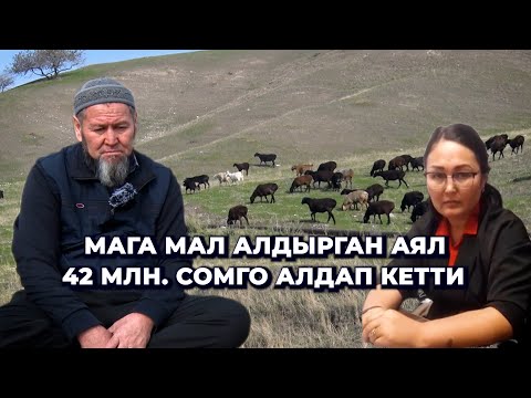 Изин сууткан аял, сыздаган айылдыктар/ Миңдеген мал берип миллиондогон акчага күйгөн Алтынбай