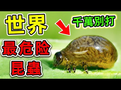全世界最危險的10種昆蟲!每年數十萬人因它喪命,第一名看見千萬別打。|#世界之最top #世界之最 #出類拔萃 #腦洞大開 #top10 #最危險昆蟲