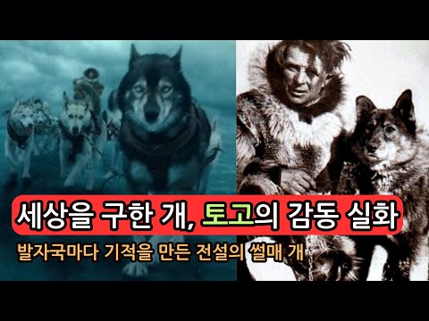 "알래스카의 진정한 영웅, 토고 – 세상을 구한 개의 위대한 여정" 발자국마다 기적을 만든 전설의 썰매 개의 실화!!! #토고 #알래스카영웅 #Togo #감동실화 #실화기반