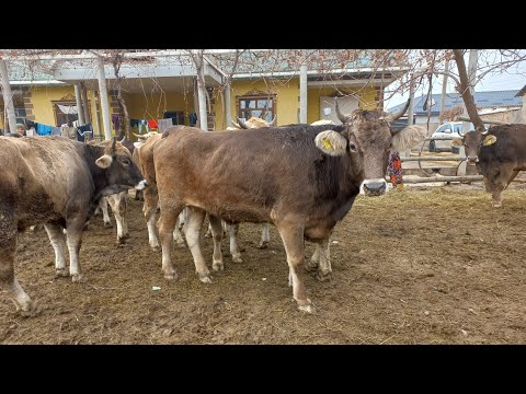 ШВЕДО АЙ РАСИЯ ОМАД 971053000.  16 декабря 2025 г.