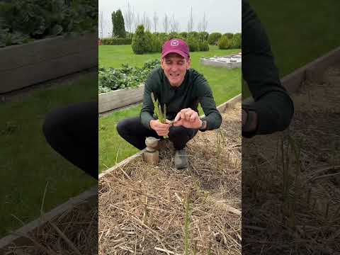 It’s asparagus season! Here’s when to pick it and when to let it grow!