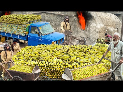 CORN HARVESTING 100 Years Old Style | Mass Production of CORN in Sand | Street Food Documentary