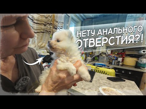 Deprived of water so he wouldn't go to pee at home?! The second one was born without a vital organ..