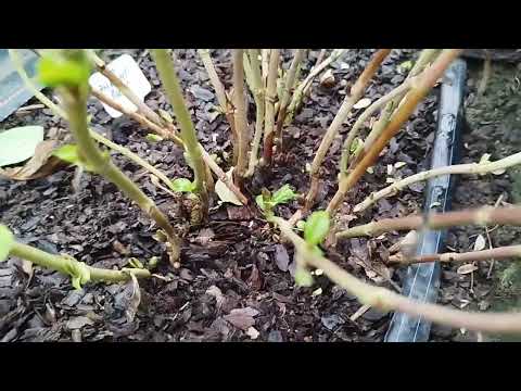 Broadleaf hydrangea, it's time to sleep. December 2025