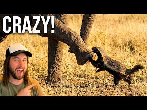 Ozzy Man Reviews: MEGA COMPILATION #19
