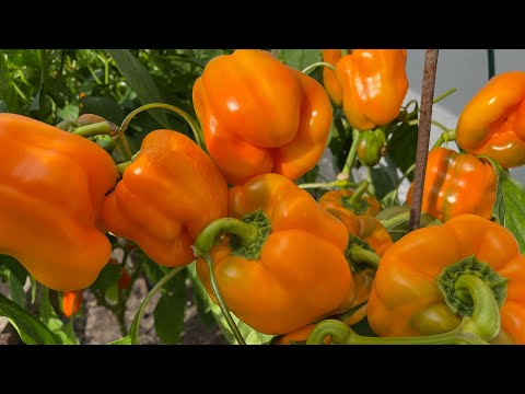 Самый УРОЖАЙНЫЙ ПЕРЕЦ буду выращивать в сезоне 2023г!