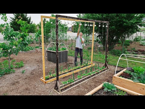 This NEW Method of Trellising Tomatoes Will CHANGE Your Life