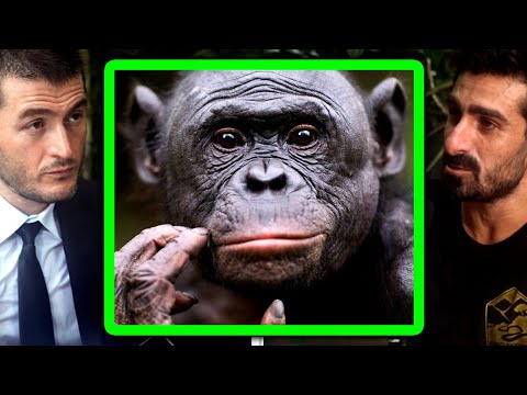 How smart are animals? | Paul Rosolie and Lex Fridman
