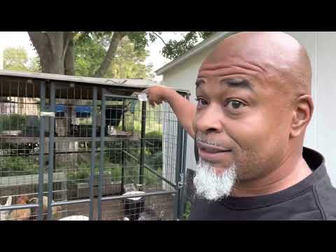 THE BEST CHICKEN COOP EVER! worth every cent!