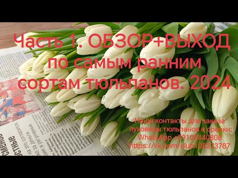 Часть 1. ОБЗОР+ВЫХОД по самым ранним сортам тюльпанов: Rapid ice, purple master, jumbo pink, kung fu