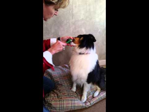 Brushing your dog's teeth