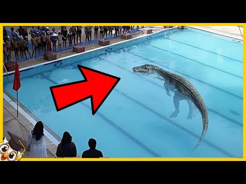 20 dangerous animals that have appeared in swimming pools