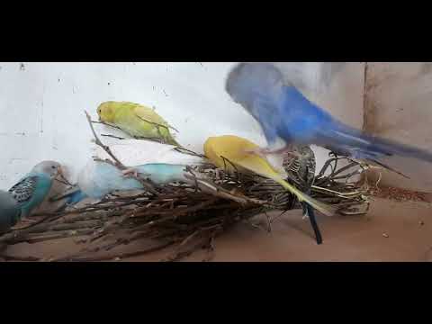 Веточный корм для попугаев.