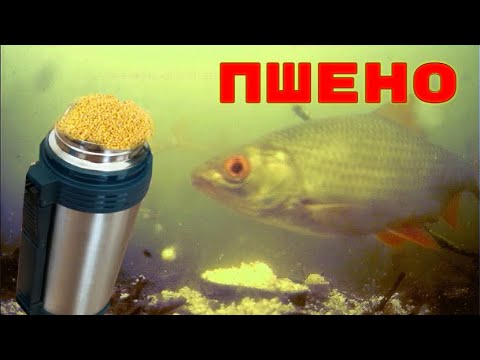 Пшено в ТЕРМОСЕ для Рыбалки с СЕКРЕТОМ! Подводная съемка