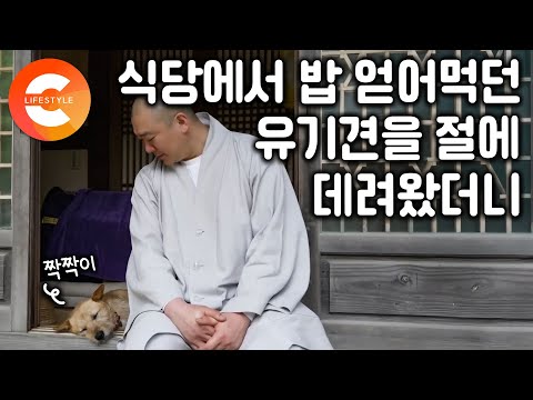 "어디가서 묶여 사느니 절이 낫지 않을까" 식당 사장님이 키워달라 부탁한 개, 처음엔 거절했지만 다른 사람이 데려간다는 말에 절에 데려왔다ㅣ유기견 짝짝이와 스님의 수행ㅣ#한국기행