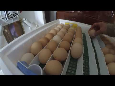 ІНКУБАЦІЯ КУРЯЧИХ ЯЄЦЬ. Провітрювання яєць під час інкубації.
