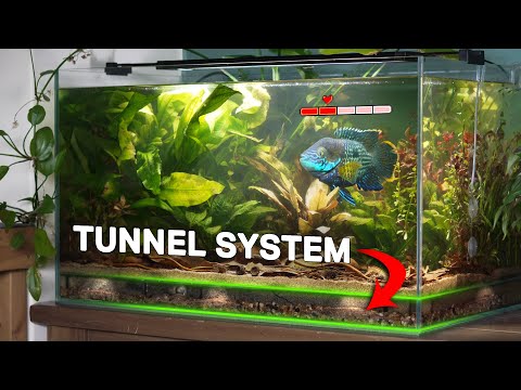 My Angry Fish Gets His Own Ecosystem (150 day story)