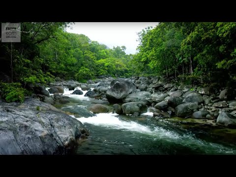 10 Hours Of Relaxing Jungle Sounds | Planet Earth II | BBC Earth Explore