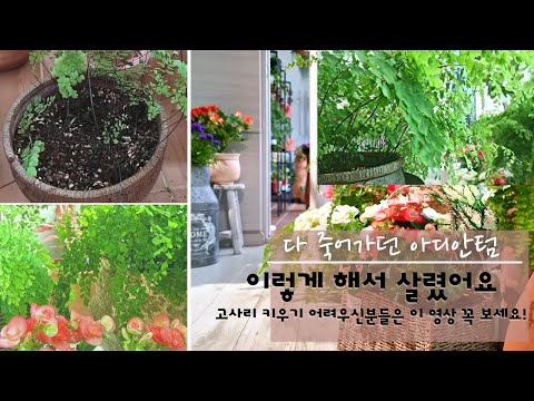 시들어가는 아디안텀 등 고사리 종류 살리는 방법/ 아디안텀, 보스톤 고사리 키우기 / 고사리 류 키우기 실패하시는 분들은 이 영상 꼭 보세요!