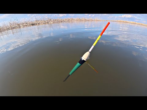 Fishing for carp and large crucian carp with a float in the reed beds. Fishing with a rod in a qu...