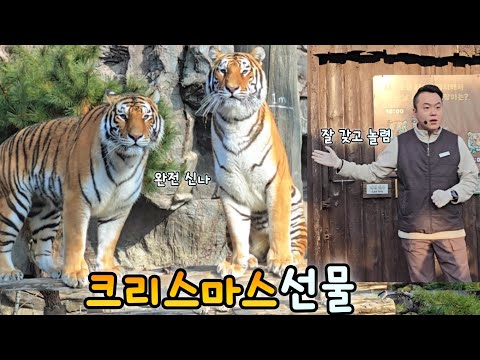 Everland Korean Tiger Areum Woori, we're so excited💕Animal Talk🐾25.12.17 Amurtiger Areum Woori