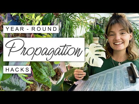 Fast Propagation All Year Round + Plants I'm Propagating This Winter 🌿