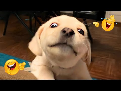 You Can’t Stop Laughing At These Dramatic Puppies 🤣 Funniest Dog Moments Ever