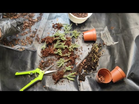 Грунт для рипсалиса/ пересадка лесные кактусы