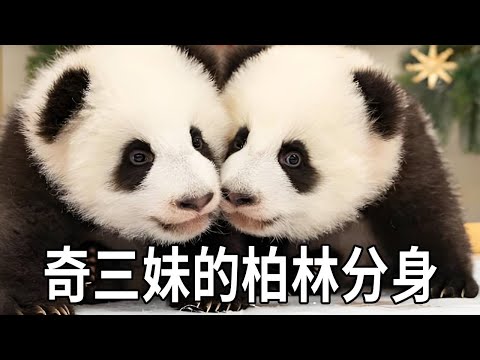 旅居柏林的梦好梦甜可爱又调皮，可以说是奇三妹的柏林分妹，姐妹俩可是柏林的大明星【你好大熊猫】