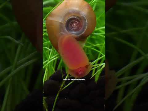 this is not a normal aquarium...