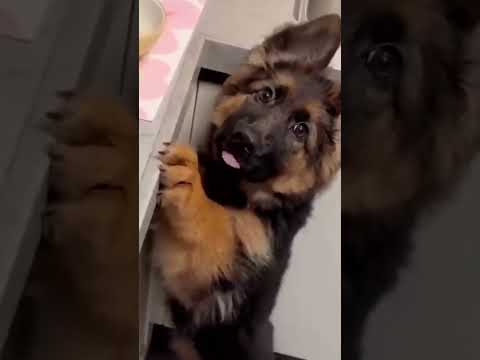 Tente Não Rir 😂 Gatos e Cachorros Mais Engraçados de 2025 🐱🐶