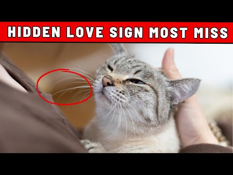 SHOCKING: 25 Hidden Ways Your Cat Shows Love to You Every Single Day