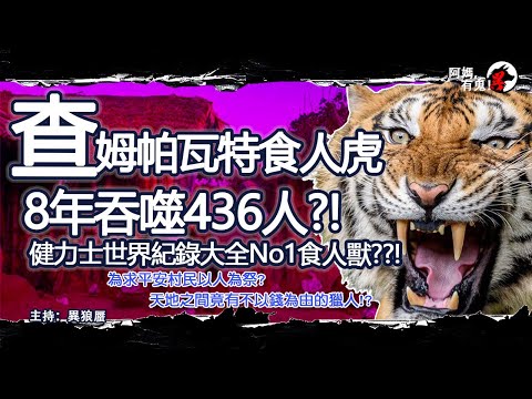 查姆帕瓦特食人虎【恐怖過鬼EP015】健力士世界紀錄大全No1食人獸??! 8年吞噬436人! 為求平安村民以人為祭? 天地之間竟有不以錢為由的獵人!?｜天災人禍獸殺｜不解之迷｜未知生物