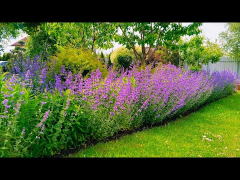 Бюджетно и шикарно 🌸 Неприхотливые растения с прохладной свежестью #растения #garden #сад