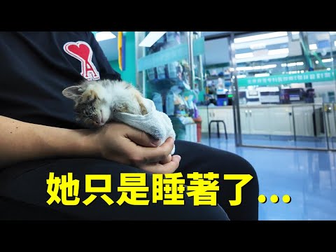 剛撿到的小貓在手上就睡著了！