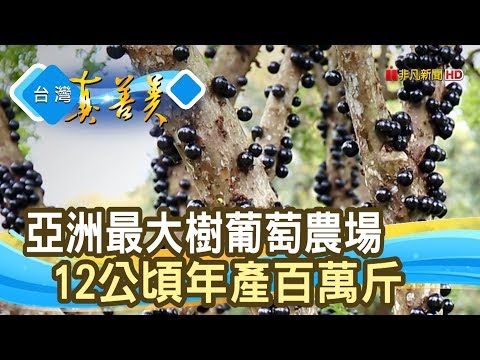 “樹葡萄大王”年產百萬斤│果寶歡酵│【台灣真善美】2020.03.29