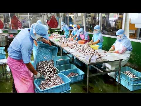 Inside Japan’s Most Efficient Factories 20,000 Gyoza 13,000 Fish Daily