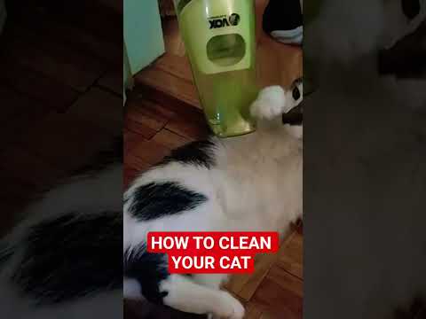 How to clean your 😺 #cat #funny #funnyvideo #funnycats #funnycats #lol #catshorts #catlovers