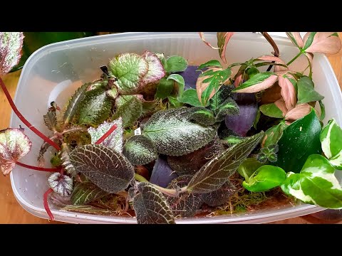 Отростки во мхе. Как безболезненно оставить растюшки во время отсутствия.