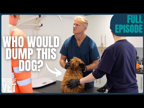 Bin Workers Find Bloated Dog in Woods — Vet Rushes to Save Her! | Rescue Vet with Dr Scott Miller