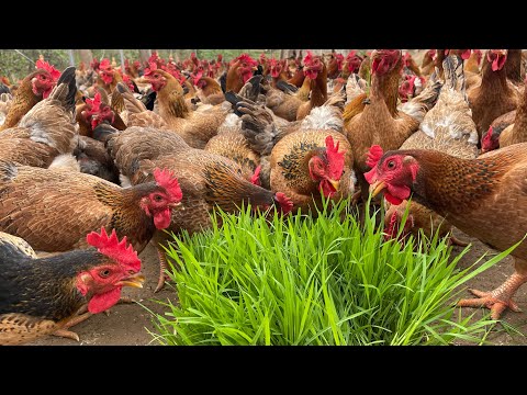 How to raise organic chickens for meat and eggs, egg harvesting, Egg laying hen care, Country life