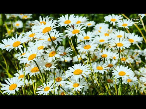 Потрясающая музыка, Очень красивая и проникновенная до глубины души! Послушайте...