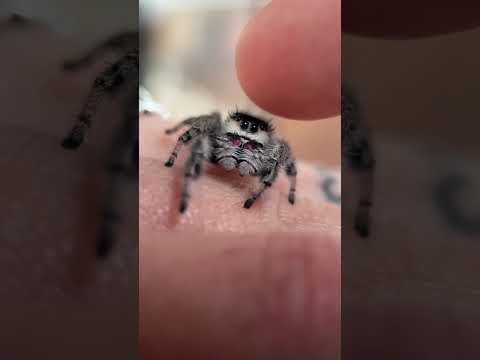 Паук скакун — самый милый паук в мире! 🕷️ Почему его заводят как питомца