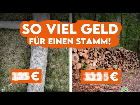 FÖRSTERIN VERRÄT PREISE! So viel Geld bekommen Förster fürs Holz! - Forst erklärt