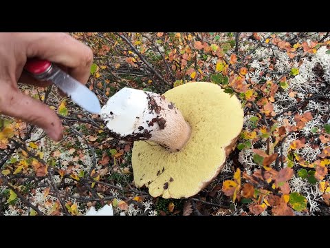 Идём со мной в летнюю тундру на поиски белых грибов сидя дома у монитора! 4К 60 fps.