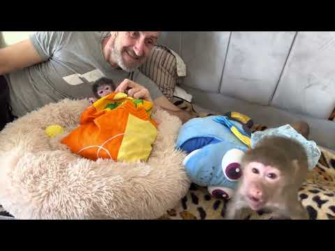 СТЫДНО ЛИ нам с Владом, Степой и Люсей за то, что мы получаем посылочки? Нам НЕ СТЫДНО, нам ПРИЯТНО!