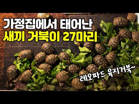 가정집 맞나요? 레오파드 육지거북 새끼 수십마리가 태어났어요! 사육장에 부화기까지 직접 만드심...새끼 거북이 엄청 많네요